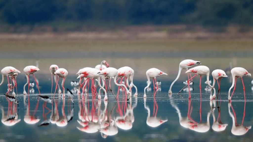 Nal Sarovar Bird Sanctuary